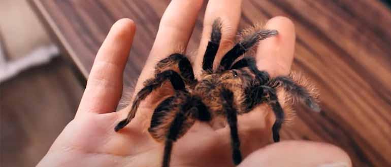 К чему снится паук большой черный мохнатый паук thumbnail