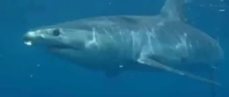 К чему снится много акул