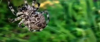 К чему снится паутина с пауками