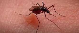 komary k chemu snyatsya podrobnoe tolkovanie po sonnikam6