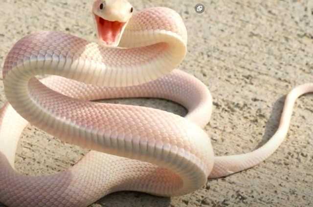К чему снится белая змея: толкование по сонникам