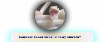 Сонник: снилась белая змея