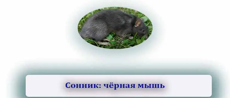 К чему снится чёрная мышь