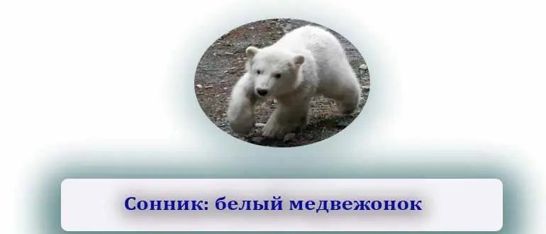 К чему снится белый медвежонок
